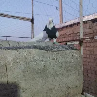 کبوتر طوقی هوایی