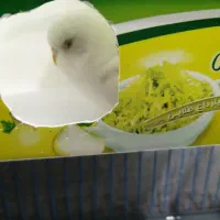 یک جفت مرغ عشق دستی