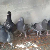 کبوتر دورگ