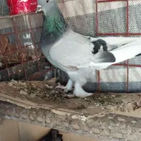 کبوتر ترکیه