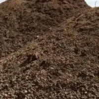 کود گاوی