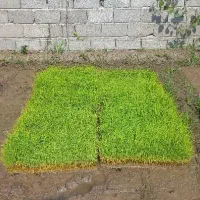 توم نشان  ۱۴ عدد باکسی
