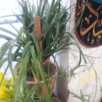 گل گندمی
