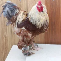 برهما وارداتی +جوجه+تخم