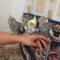 عروس هلندی