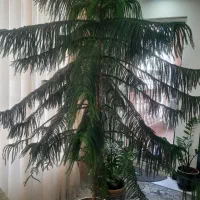 گل کاج طبقاتی