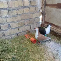 یک جفت کلاغ دم و یک جفت کلاغ کربلایی