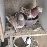 گمشده سرور نر