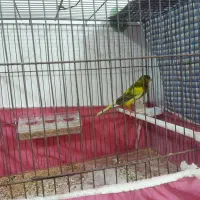 قناری ایلغ سبز