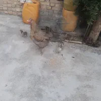 مرغ و هشت جوجه