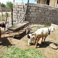 بز و میش