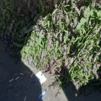 نعنا برای خشک و عرق مرزه شیوید هم هست