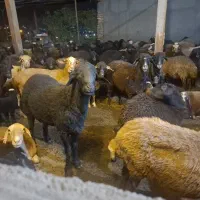 بره پرواری