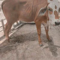گوساله پر اپ نژاد خوب قصرقند
