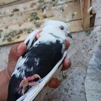 کبوتر