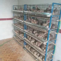 بلدرچین تخم گذار