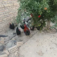 مرغ محلی تخمگذار و تخم مرغ