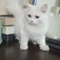 توله گربه پنج ماه