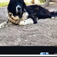 واگداریه لاس