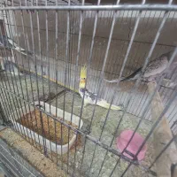 عروس هلندی