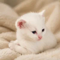 بچه‌گربه‌های پرشین فوق‌العاده زیبا