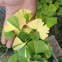 آووکادو گردو نارون ابلق. برگ انجیری  گل  نهال
