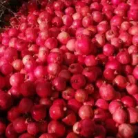 درخت انار بریده شده( کود برگ )