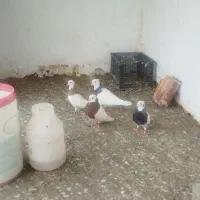 2 جفت طوقی نر و ماده