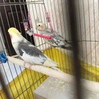 جفت عروس بالغ