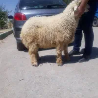 گوسفند چاق زنده