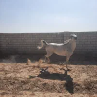 اسب و مادیان