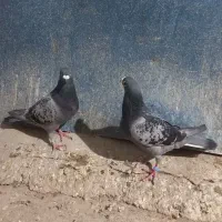 کبوتر|پرنده|معصومیه, |دیوار