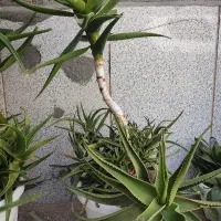 گل شاخ بزی
