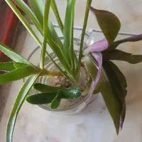 قلمه گل معاوضه