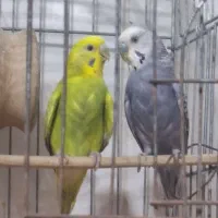 مرغ عشق