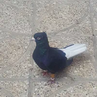 سیاه دم سفید نر بدونه عیب