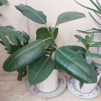 کلی گل طبیعی اپارتمانی