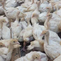 جوجه بوقلمون بیوتی۶اصل زرین