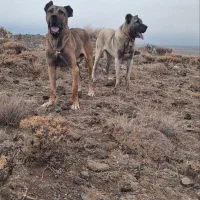 سگ سرابی