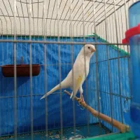 یک جفت قناری سفید