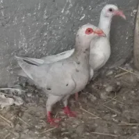 سار دنش ماده کله ماری