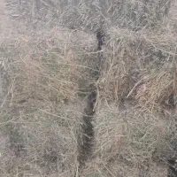 یونجه چین سوم