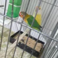 پرنده|پرنده|رفسنجان, |دیوار