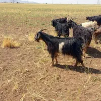 فروش نه راس بز داشتی شیردار