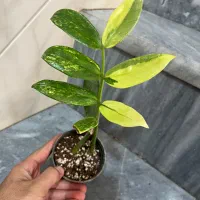کل زاموفیلیا ابلق و شرابی و زنزی