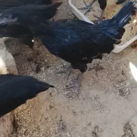 چند عدد جوجه به فروش میرسد