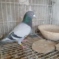 کبوتر نر