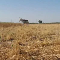 سلام یک عدد نر خر اخته گله ای