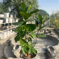 گیاه اپارتمانی درختچه  فیکوس لیراتا ۱۶۰۰