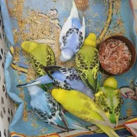 پرنده مرغ عشق